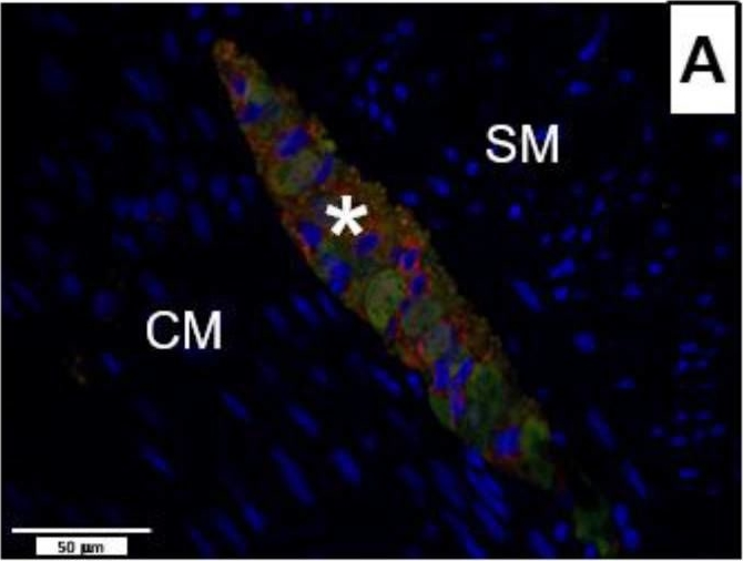 Fig.7.A showing Immunohistochemistry-immunofluorescence in an Oryctolagus cuniculus (Rabbit) sample from the publication: Intestine Health and Barrier Function in Fattening Rabbits Fed Bovine Colostrum.
