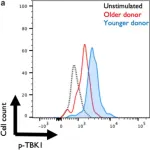 Fig.4.A showing Flow cytometry/Cell sorting from the publication: Aging alters antiviral signaling pathways resulting in functional impairment in innate immunity in response to pattern recognition receptor agonists.