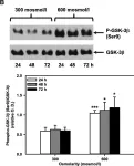 Fig.4.B showing Western Blotting from the publication: Tonicity inversely modulates lipocalin-2 (Lcn2/24p3/NGAL) receptor (SLC22A17) and Lcn2 expression via Wnt/β-catenin signaling in renal inner medullary collecting duct cells: implications for cell fate and bacterial infection.