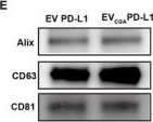 Fig.5.E showing Western Blotting from the publication: T Cell-Independent Role of PD-L1 in Kidney Repair: Mitigation of Tubular DNA Damage via PD-L1/BRCA1 Interaction Following AKI.