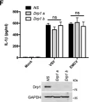 Fig.5.F showing Western Blotting from the publication: RNA viruses promote activation of the NLRP3 inflammasome through cytopathogenic effect-induced potassium efflux.