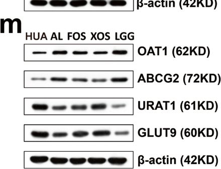 Fig.8.M showing Western Blotting from the publication: Lactobacillus rhamnosus GG ameliorates hyperuricemia in a novel model.