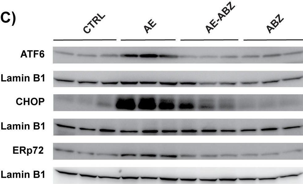 Fig.1.C showing Western Blotting in an Armoracia rusticana (Horseradish) sample from the publication: Albendazole reduces hepatic inflammation and endoplasmic reticulum-stress in a mouse model of chronic Echinococcus multilocularis infection.
