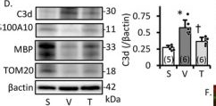 Fig.1.D showing Western Blotting from the publication: Mitochondrial Intercellular Transfer via Platelets After Physical Training Exerts Neuro-Glial Protection Against Cerebral Ischemia.