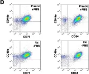 Fig.5.D showing Flow cytometry/Cell sorting in a Homo sapiens (Human) sample from the publication: Extracellular matrix and α5β1 integrin signaling control the maintenance of bone formation capacity by human adipose-derived stromal cells.
