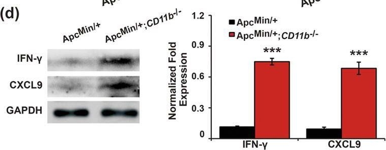 Fig.5.D showing Western Blotting in a Mus musculus (House mouse) sample from the publication: CD11b deficiency suppresses intestinal tumor growth by reducing myeloid cell recruitment.