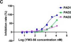 Fig.1.C from the publication: Inhibition of Netosis with PAD Inhibitor Attenuates Endotoxin Shock Induced Systemic Inflammation.