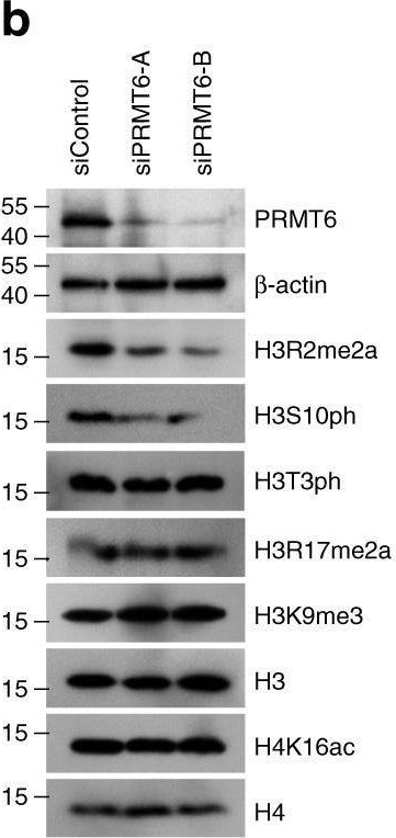 Fig.1.B showing Western Blotting in a Homo sapiens (Human) sample from the publication: PRMT6-mediated H3R2me2a guides Aurora B to chromosome arms for proper chromosome segregation.