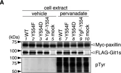 Fig.3.A showing Western Blotting in a Homo sapiens (Human) sample from the publication: Specific dephosphorylation at tyr-554 of git1 by ptprz promotes its association with paxillin and hic-5.