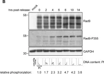Fig.4.B showing Western Blotting in a Homo sapiens (Human) sample from the publication: Tousled-like kinase-dependent phosphorylation of Rad9 plays a role in cell cycle progression and G2/M checkpoint exit.