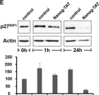 Fig.2.E showing Western Blotting from the publication: Nanog induces suppression of senescence through downregulation of p27KIP1 expression.