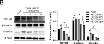 Fig.2.B showing Western Blotting from the publication: Inhibitory effect of ginsenoside Rg3 on cancer stemness and mesenchymal transition in breast cancer via regulation of myeloid-derived suppressor cells.