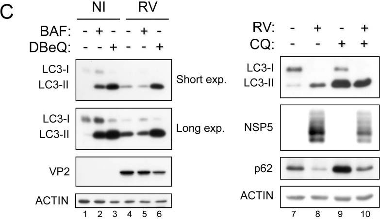 Rotavirus increases levels of lipidated LC3 supporting accumulation of infectious progeny virus without inducing autophagosome formation.