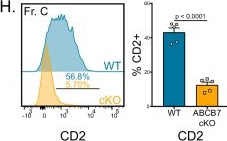 Fig.2.H showing Flow cytometry/Cell sorting in a Mus musculus (House mouse) sample from the publication: The mitochondrial iron transporter ABCB7 is required for B cell development, proliferation, and class switch recombination in mice.