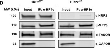 Fig.3.D showing Western Blotting in a Homo sapiens (Human) sample from the publication: Characterization of Hepatoma-Derived Growth Factor-Related Protein 2 Interactions with Heterochromatin.