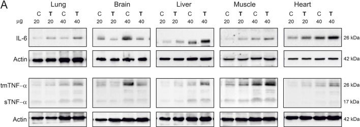 Fig.1.A showing Western Blotting in a Rattus norvegicus (Rat) sample from the publication: Endurance training increases tmTNF-α and IL-6 levels in several vital organs in rats: relationship with hypoxia markers.
