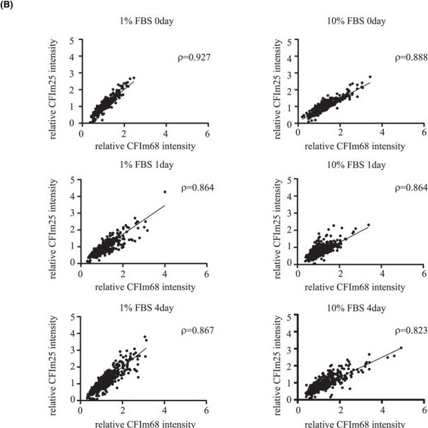 Fig.6.B showing Flow cytometry/Cell sorting in a Homo sapiens (Human) sample from the publication: Hyperosmotic stress-induced redistribution of pre-mRNA cleavage factor I subunits is associated with shifts in alternative polyadenylation.