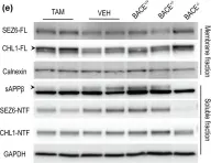 Fig.5.E showing Western Blotting in a Mus musculus (House mouse) sample from the publication: BACE1 partial deletion induces synaptic plasticity deficit in adult mice.