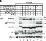 Fig.1.A showing Western Blotting from the publication: Crosstalk between p38 and Erk 1/2 in Downregulation of FGF1-Induced Signaling.