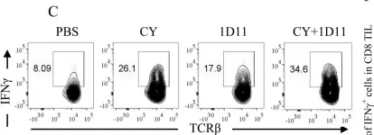 Fig.4.C showing Flow cytometry/Cell sorting from the publication: Effective chemoimmunotherapy with anti-TGFβ antibody and cyclophosphamide in a mouse model of breast cancer.