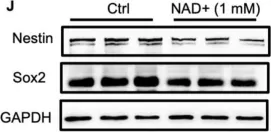 Fig.1.J showing Western Blotting from the publication: NAD+ Modulates the Proliferation and Differentiation of Adult Neural Stem/Progenitor Cells via Akt Signaling Pathway.