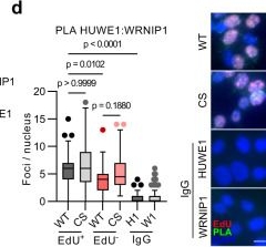 Fig.2.D showing Immunocytochemistry-immunofluorescence in a Cairina moschata (Muscovy duck) sample from the publication: RNAPII-dependent ATM signaling at collisions with replication forks.