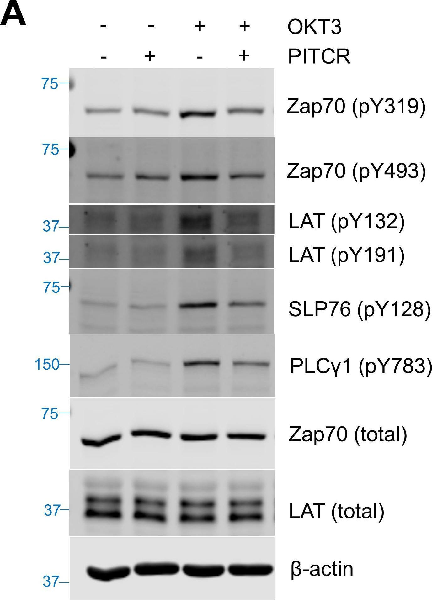 Fig.2.A showing Western Blotting from the publication: Allosteric inhibition of the T cell receptor by a designed membrane ligand.