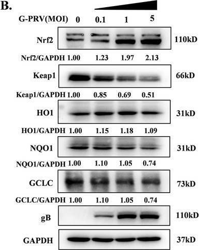 Fig.5.B showing Western Blotting in a Homo sapiens (Human) sample from the publication: Increased ROS levels activate AMPK-ULK1-mediated mitophagy to promote pseudorabies virus replication.