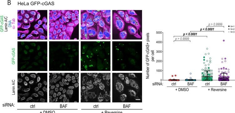 Fig.3.B showing Immunocytochemistry-immunofluorescence from the publication: Barrier-to-autointegration factor protects against the cGAS-STING response to chromatin bridges.
