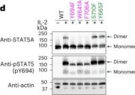 Phospho-Stat5 (Tyr694) Antibody | Cell Signaling Technology