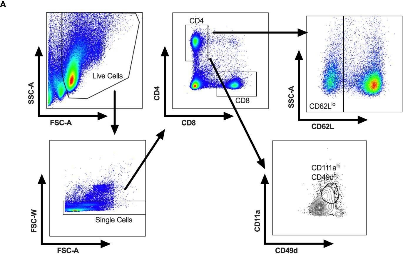 Fig.1.A showing Flow cytometry/Cell sorting in a Mus musculus (House mouse) sample from the publication: A viral-specific CD4+ T cell response protects female mice from Coxsackievirus B3 infection.
