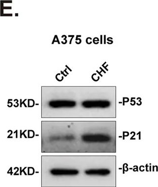 Fig.4.E showing Western Blotting from the publication: Chinese holly fruit inhibits melanoma cell proliferation and immune escape by activating P53-P21 signaling and inhibiting JAK2-STAT1 signaling.