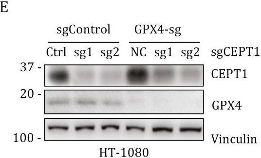 Fig.3.E showing Western Blotting in a Homo sapiens (Human) sample from the publication: Proteomic analysis of ferroptosis pathways reveals a role of CEPT1 in suppressing ferroptosis.