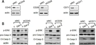 Fig.8.A showing Western Blotting from the publication: The N-terminal tail coordinates with carbohydrate recognition domain to mediate galectin-3 induced apoptosis in T cells.