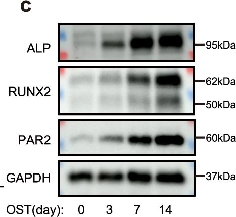 Fig.2.C showing Western Blotting from the publication: Enhancing aortic valve drug delivery with PAR2-targeting magnetic nano-cargoes for calcification alleviation.