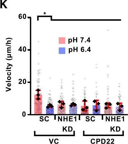Fig.4.K from the publication: Hypoxia restores the acidosis-induced inhibition of cancer cell dissemination.