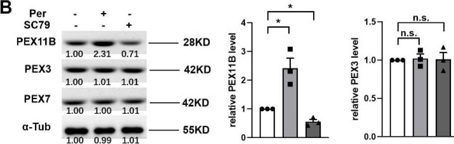 Fig.5.B showing Western Blotting in a Mus musculus (House mouse) sample from the publication: ISOC1 Modulates Inflammatory Responses in Macrophages through the AKT1/PEX11B/Peroxisome Pathway.
