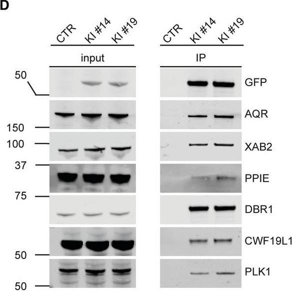 Fig.3.D showing Western Blotting in a Homo sapiens (Human) sample from the publication: Trichothiodystrophy-associated MPLKIP maintains DBR1 levels for proper lariat debranching and ectodermal differentiation.
