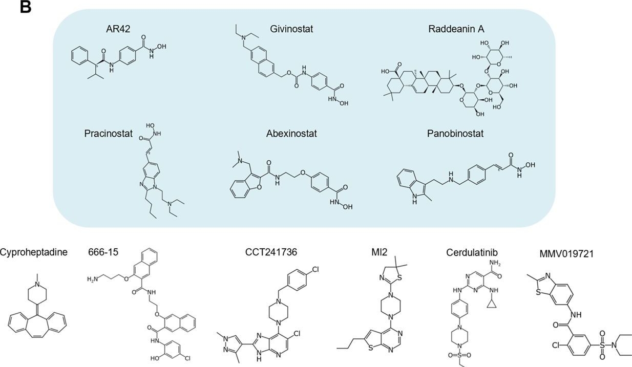 Fig.5.B from the publication: A drug repurposing approach reveals targetable epigenetic pathways in Plasmodium vivax hypnozoites.