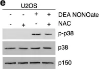 Fig.1.E showing Western Blotting from the publication: Nitric oxide-induced ribosome collision activates ribosomal surveillance mechanisms.