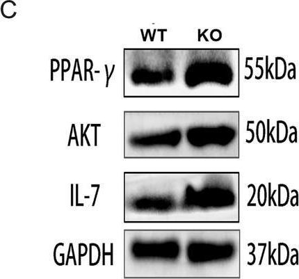 Fig.3.C showing Western Blotting from the publication: CYP27A1 deficiency promoted osteoclast differentiation.