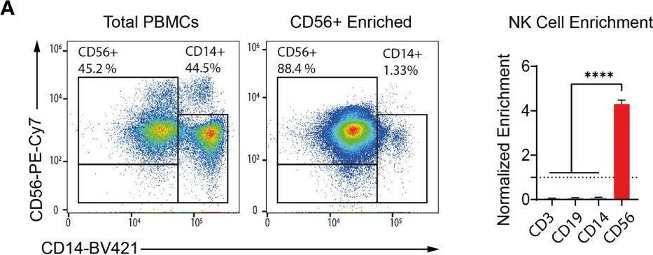 CD56 antibodies - Antibody search engine - CiteAb