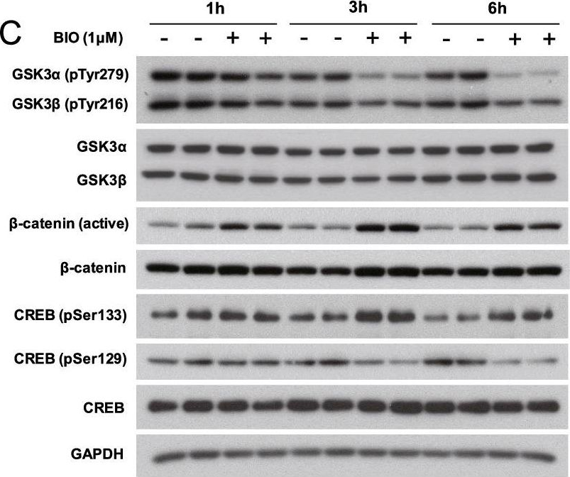 Fig.6.C showing Western Blotting from the publication: Silencing of hypothalamic FGF11 prevents diet-induced obesity.