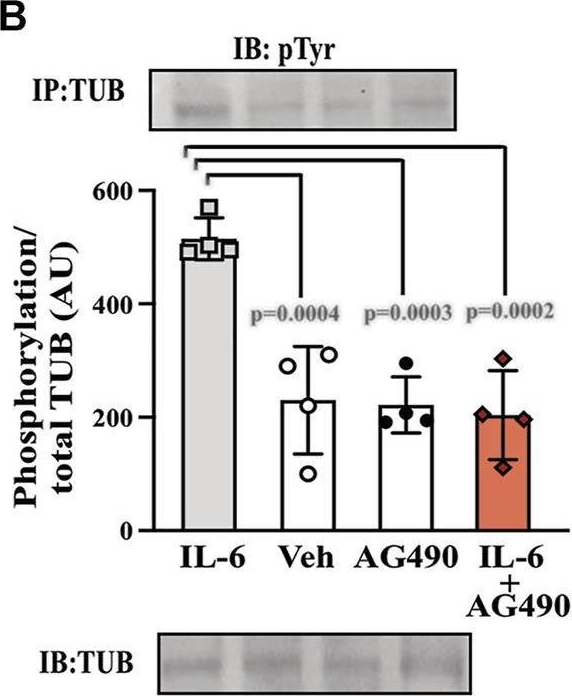 Fig.3.B from the publication: Acute exercise reduces feeding by activating IL-6/Tubby axis in the mouse hypothalamus.
