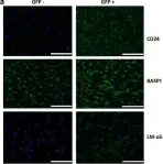 Fig.6.A showing Immunocytochemistry-immunofluorescence from the publication: Differentiation of human induced pluripotent stem cells into nucleus pulposus-like cells.