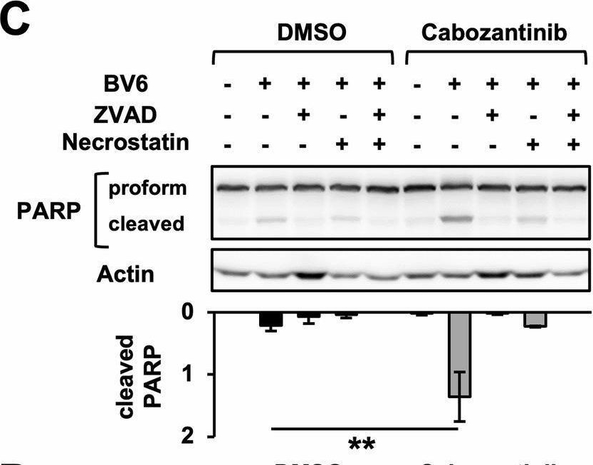 Fig.2.C showing Western Blotting from the publication: Targeting the Met-RIPK1 signaling axis to enforce apoptosis and necroptosis in colorectal cancer.