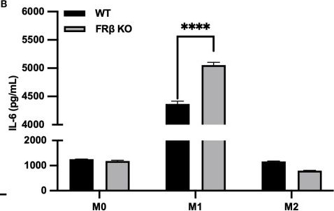 Fig.3.B showing Enzyme-linked immunosorbent assay from the publication: Folate receptor β performs an immune checkpoint function in activated macrophages.
