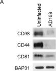 Fig.2.A showing Western Blotting from the publication: Quantitative membrane proteomics reveals a role for tetraspanin enriched microdomains during entry of human cytomegalovirus.