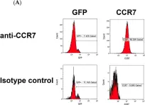 Fig.5.A showing Flow cytometry/Cell sorting in a Homo sapiens (Human) sample from the publication: C-C Chemokine Receptor 7 Promotes T-Cell Acute Lymphoblastic Leukemia Invasion of the Central Nervous System via β2-Integrins.