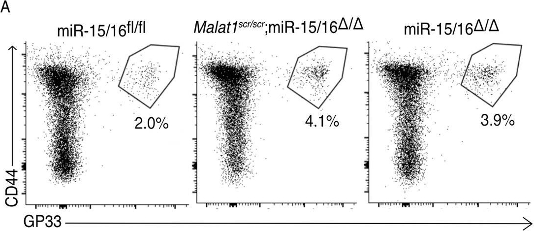 Fig.5.A showing Flow cytometry/Cell sorting in a Mus musculus (House mouse) sample from the publication: The lncRNA Malat1 inhibits miR-15/16 to enhance cytotoxic T cell activation and memory cell formation.